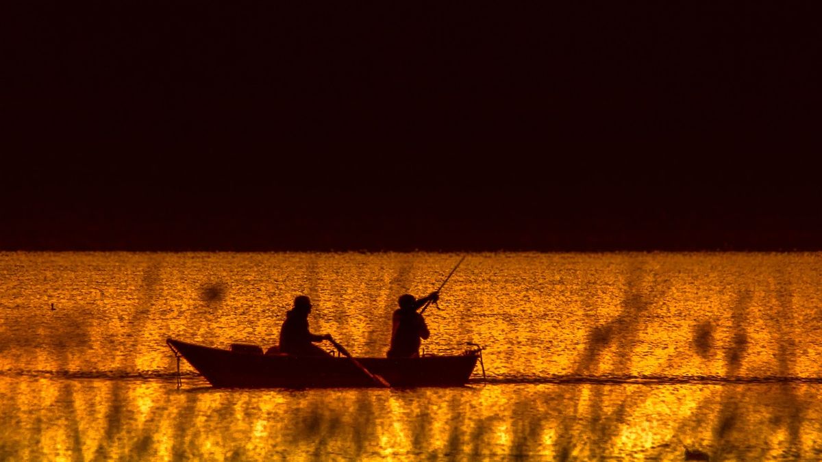 Fentartható süllőállomány a cél