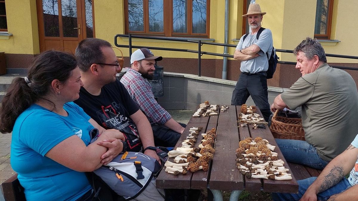 A legalaposabb gombaadatbázis szomszédunkban készült el