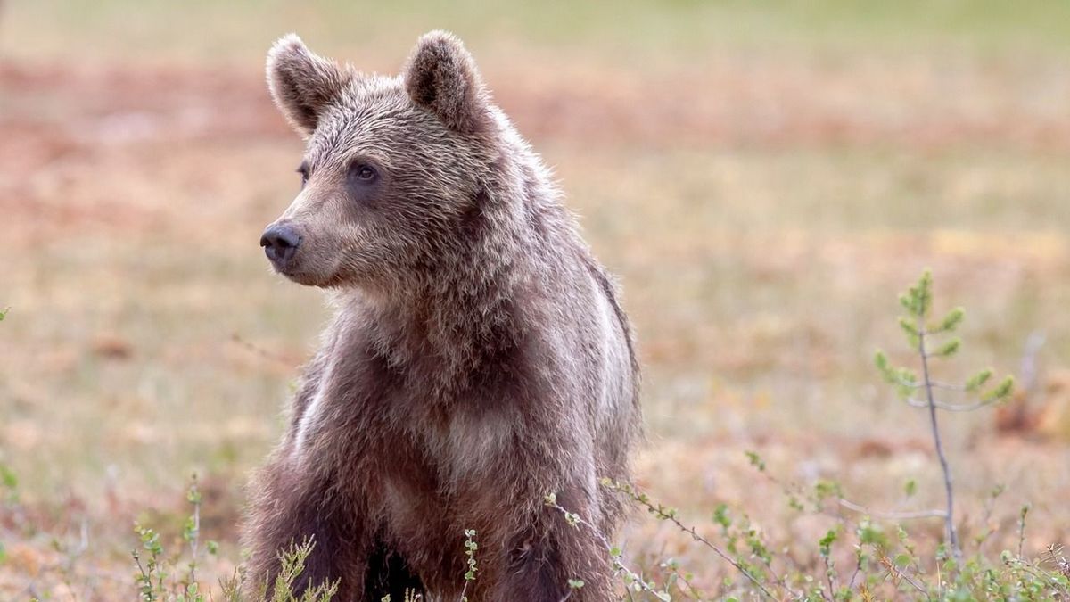 Felkavaró videó: halott medvebocsra bukkantak egy fán