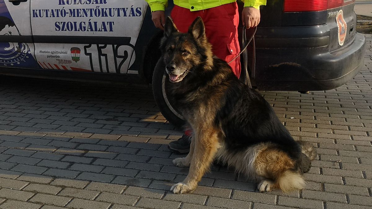 Mentsük meg a hős mentőkutya életét!