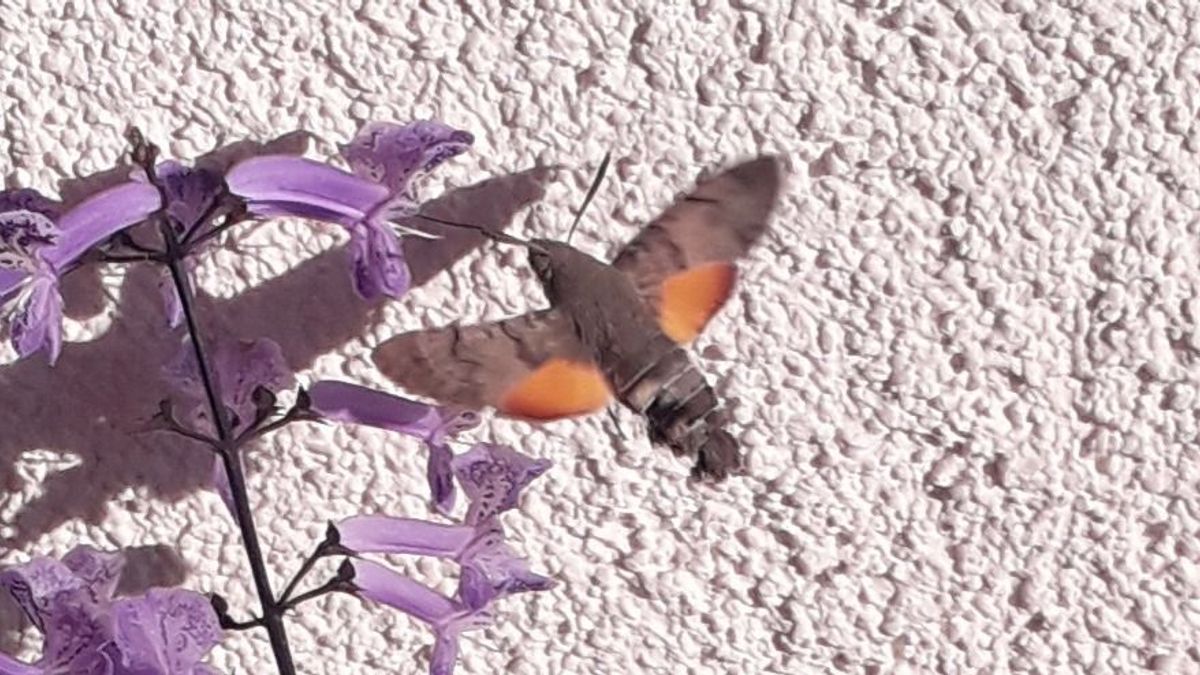 Ellepték Veszprémet a magyar kolibrik