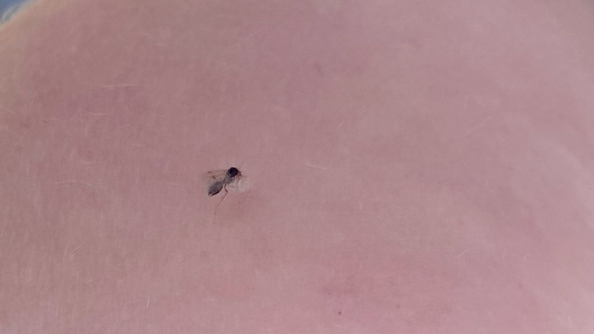 A nász az oka a tolvajhangyák inváziójának