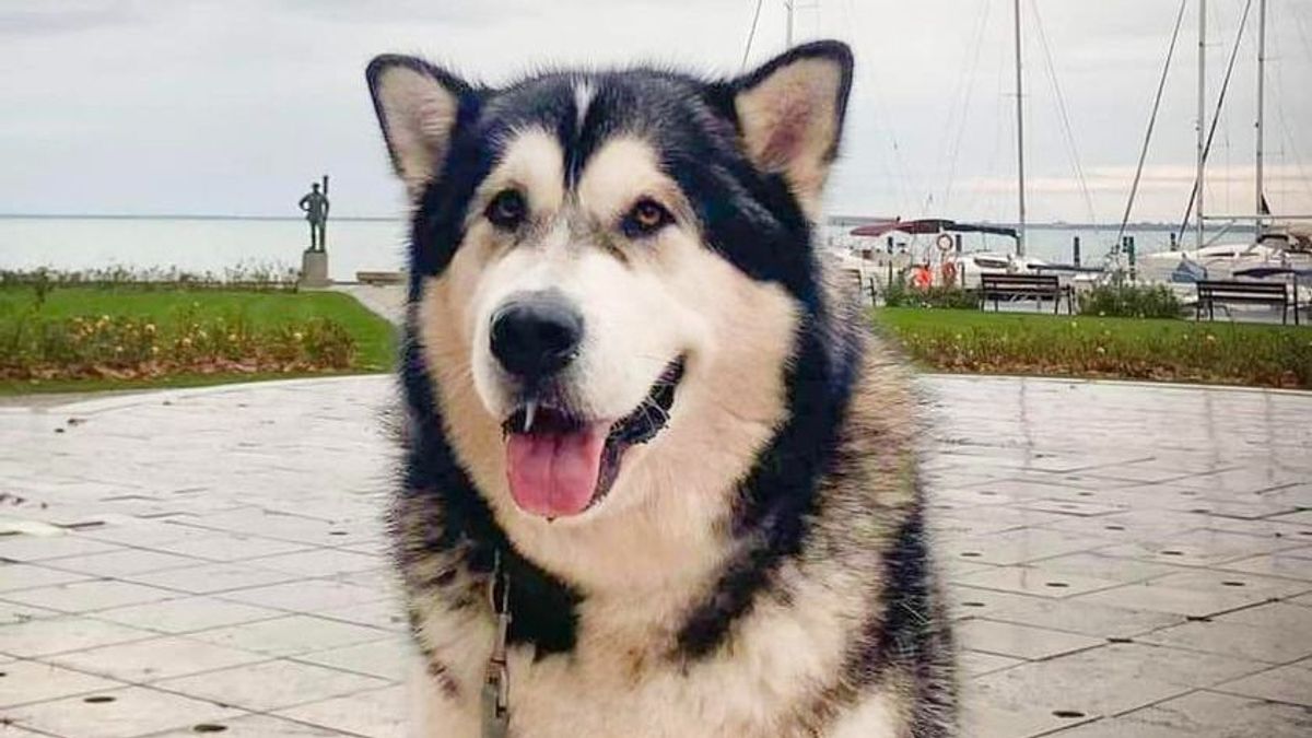 Különleges kutya sétált Balatonfüreden, mindenki megcsodálta