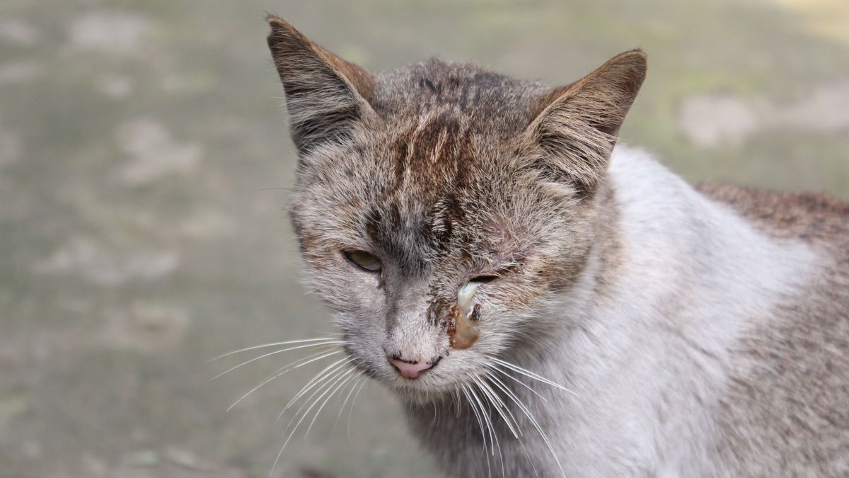 Brutális állatkínzásról készített felvételt a fiatal: megverte, majd lehúzta a wc-n a macskát (videó)