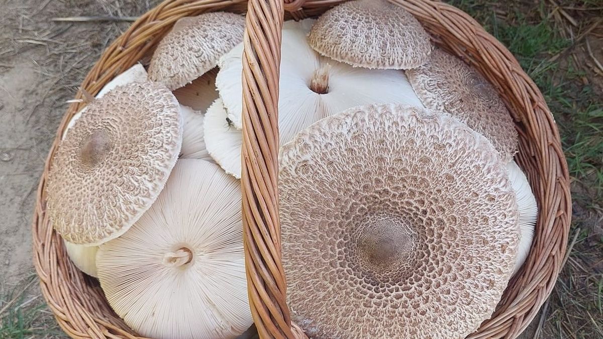 Kosarakba kerül a Bakony ajándéka - fotók