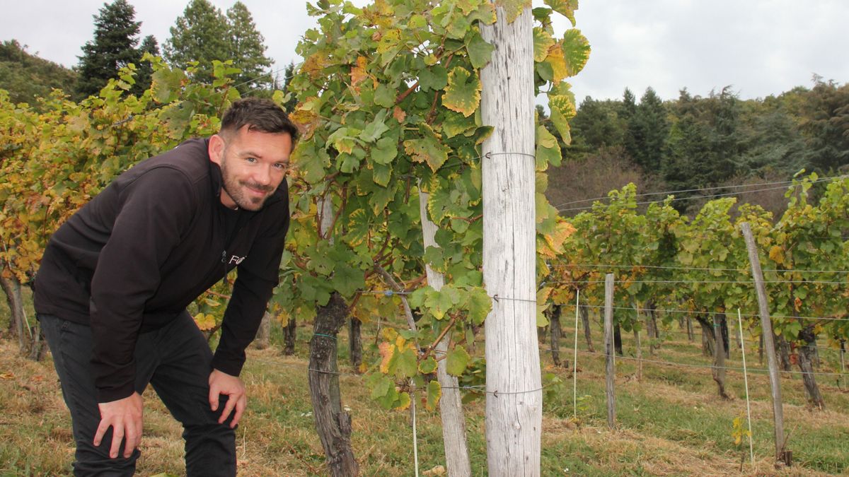 Folytatódik a szőlőtelepítés a Folly Arborétumban (képgaléria)