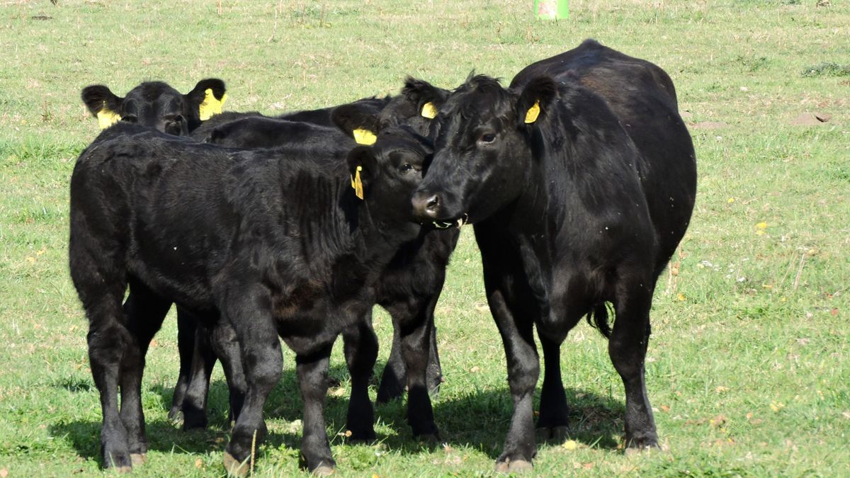 Természetközeli állattartás, jobb minőségű hús