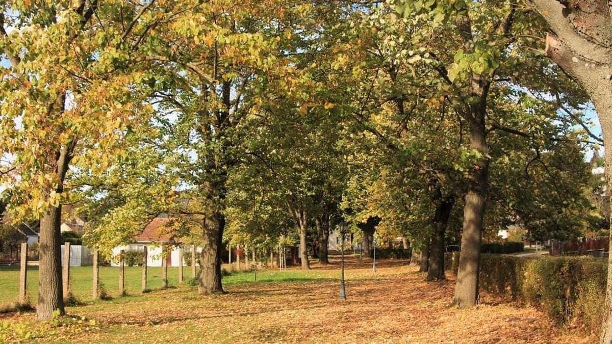 Ősz a javából - ahogy olvasónk látja