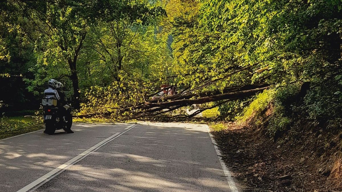 Ezt minden autósnak tudnia kell: kivágják a veszélyes fákat a Gerence völgyében