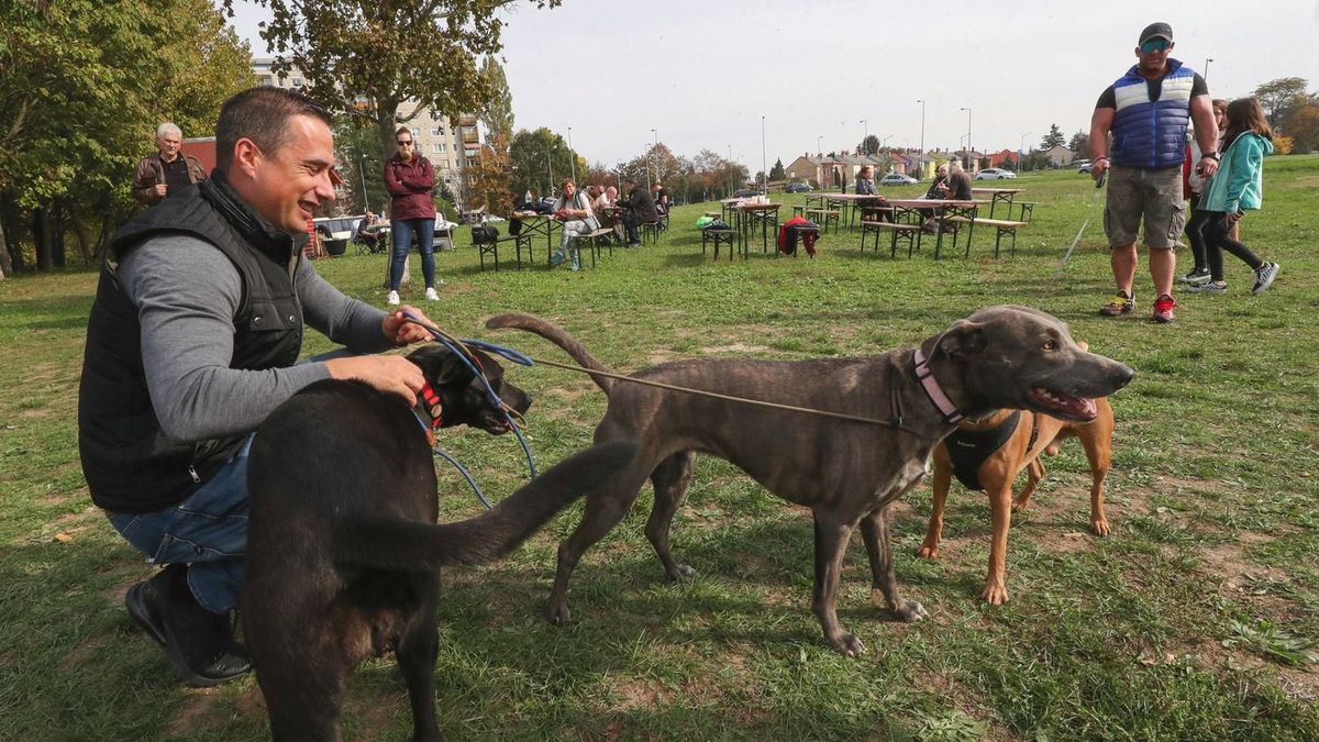 Újabb lépés az állatvédelemért: fókuszban az állatvásárok