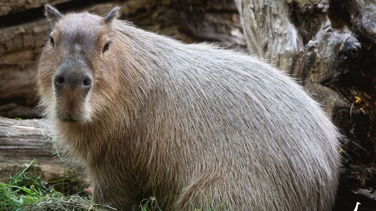 Cukik az új lakók a Veszprémi Állatkertben