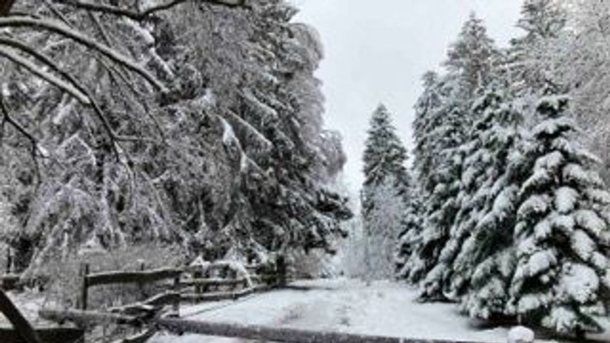 Négy-öt órán át nem volt áram Porván, fák dőltek a villanyvezetékekre