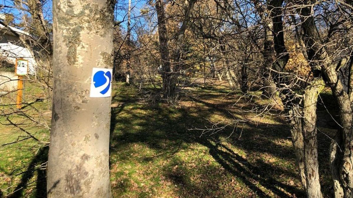 Szíves turistajelek jelentek meg: a Bakonyerdő tanösvénye duplán jót tesz az egészségnek