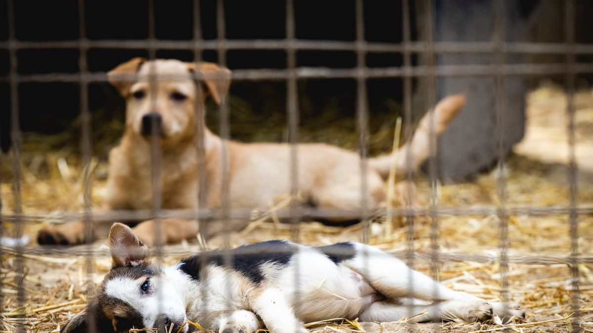 Jövőre is 500 millió forintos támogatást kapnak az állatvédő szervezetek