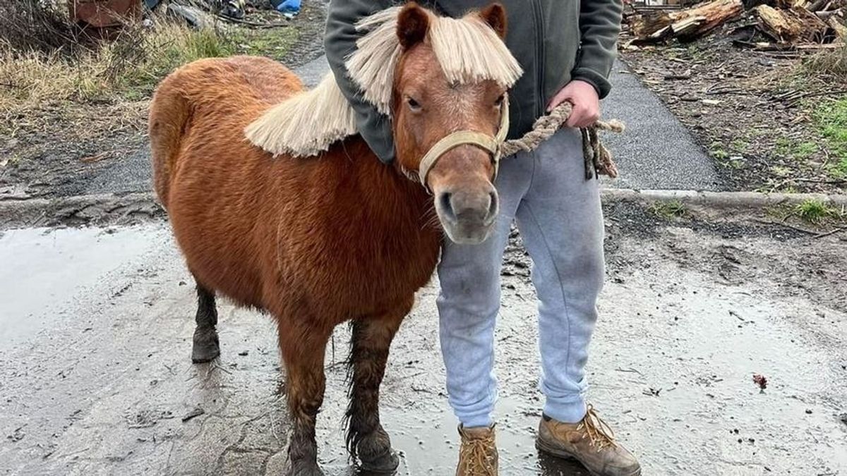 Élő pónit loptak az adácsi betlehemből, hihetetlen, hogy lovasították meg