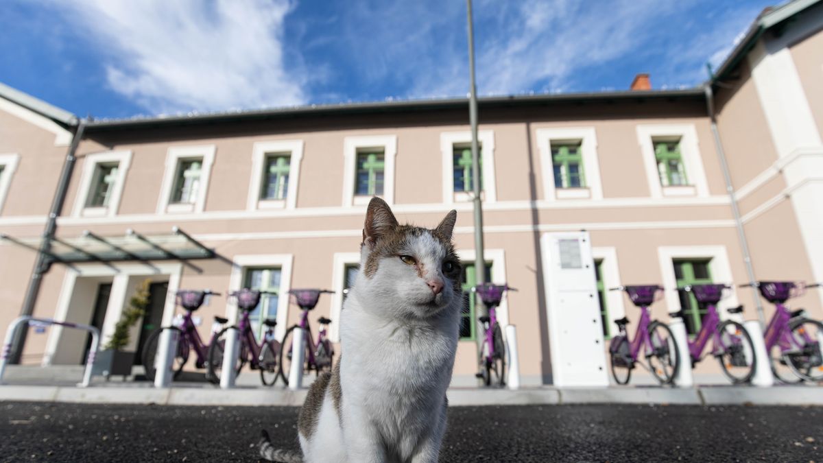 V-Bike-kal szállni élvezet – a veszprémi vasútállomásról is