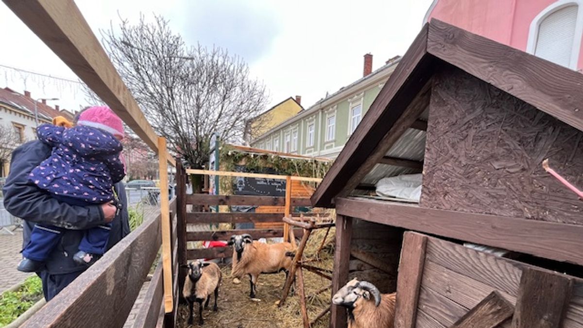 Kecskék költöztek a tapolcai térre