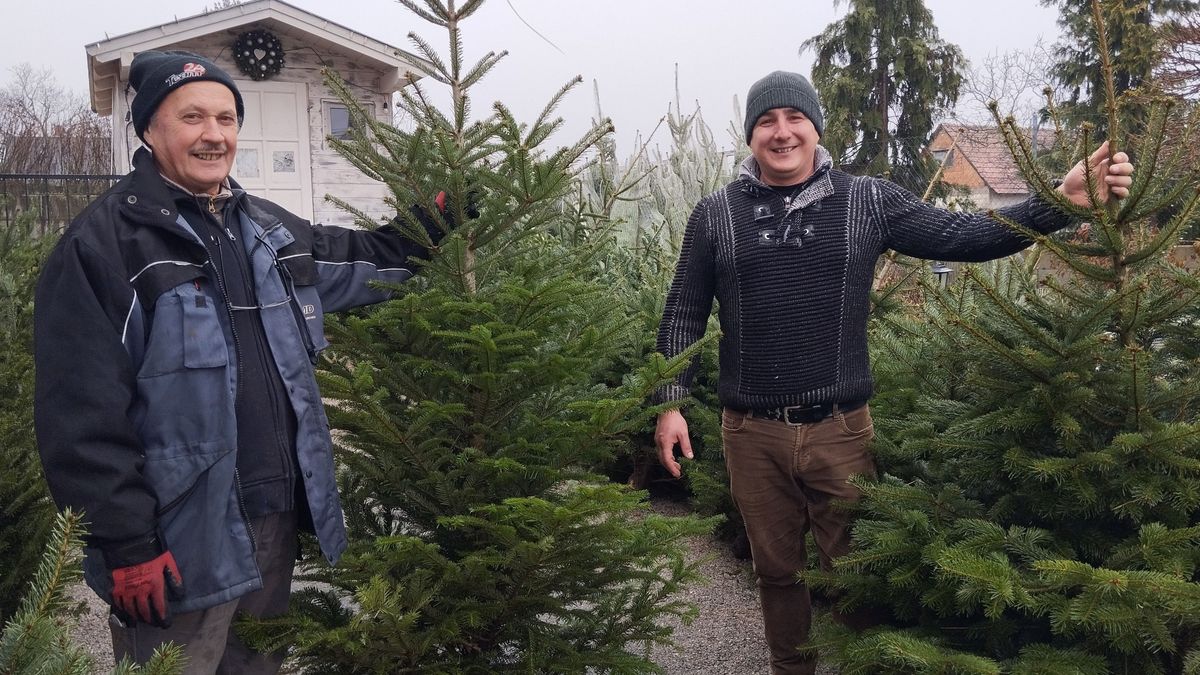 Áremelkedés után is bőséges a karácsonyfa-választék