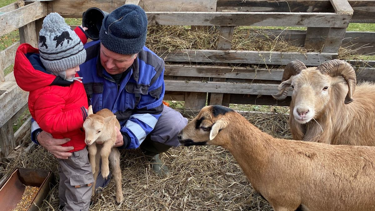 A legcukibb adventi állatsimogatót Zircen találtuk, az apátság díszudvarán (képgalériával)