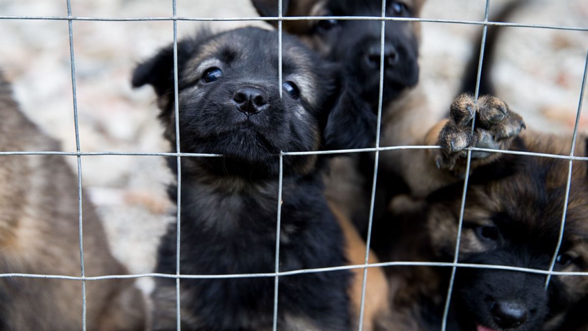 42 kiskutyát találtak a rendőrök egy kisteherautóban