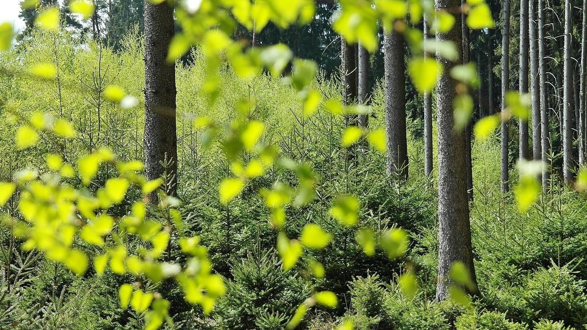 Ágdarálót nyert pályázaton Vilonya - A nyesedéket környezetkímélő módon tudják felhasználni