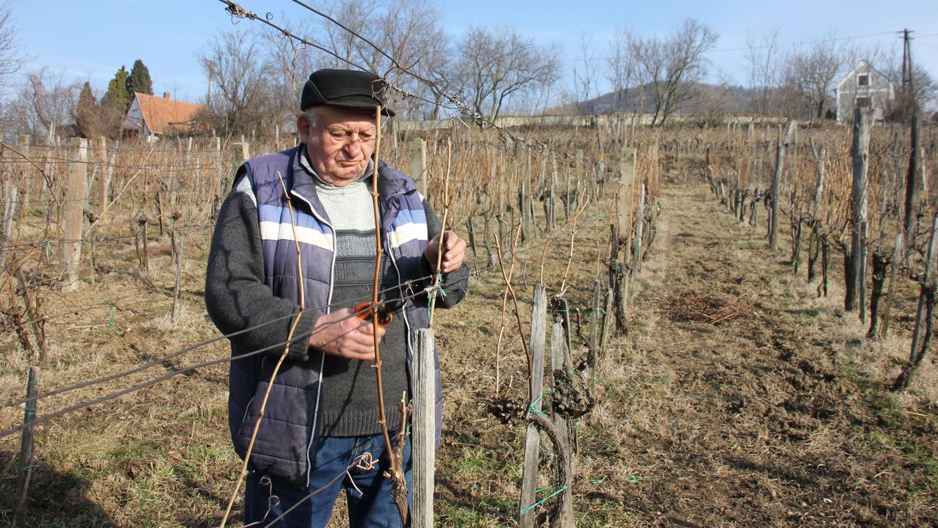 Veszprém vármegyében is sok helyen elkezdték már a metszést a szőlőkben