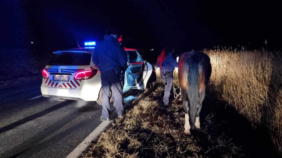 55 kilométert gyalogolt a lopott versenylóval Zalából Veszprém vármegyéig