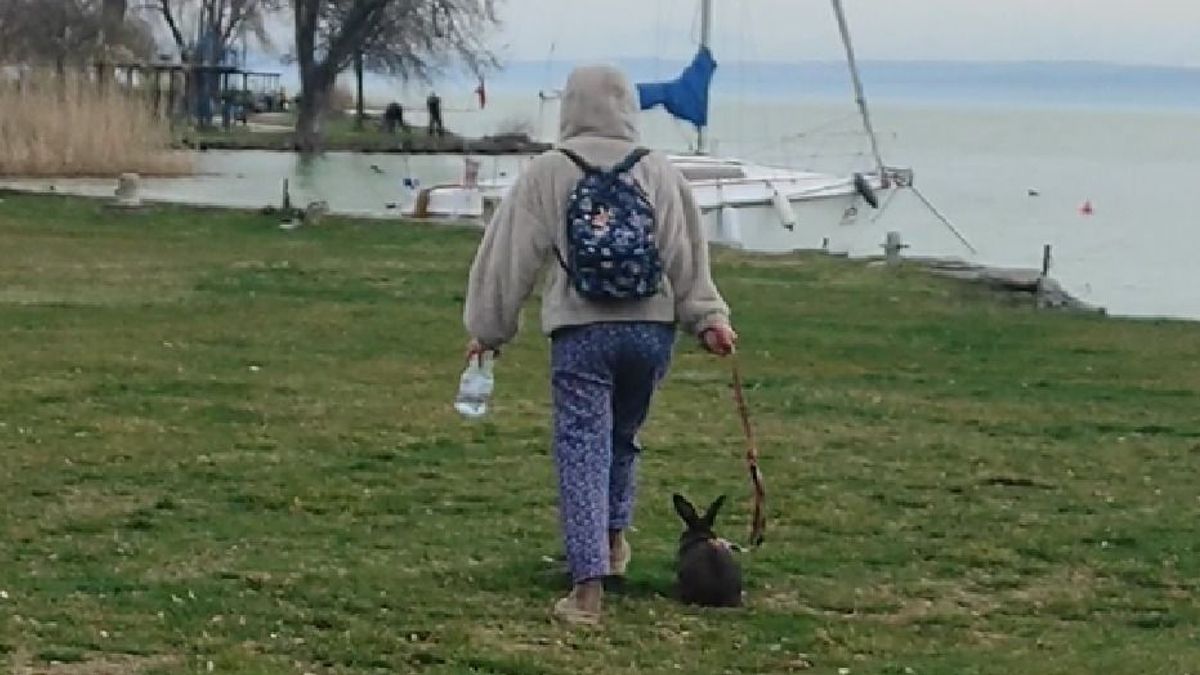 Rángatta a nyulat a révfülöpi büfésoron (videó)