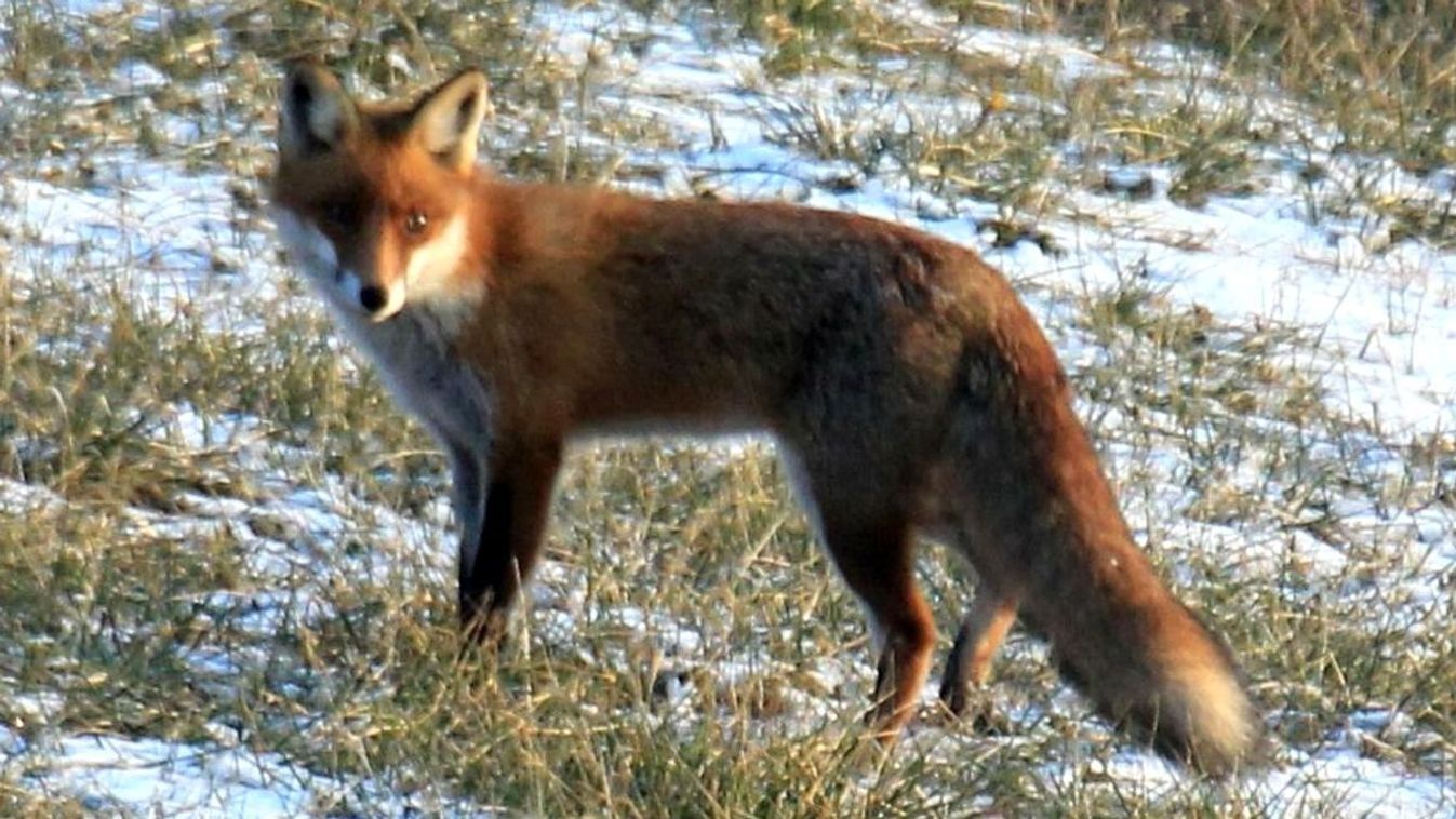 Átlépte hazánk határát a veszettség vírusa