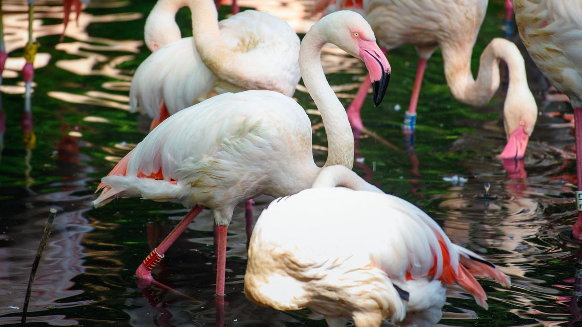 Örökre lehunyta szemét Ingo, a berlini flamingómatuzsálem