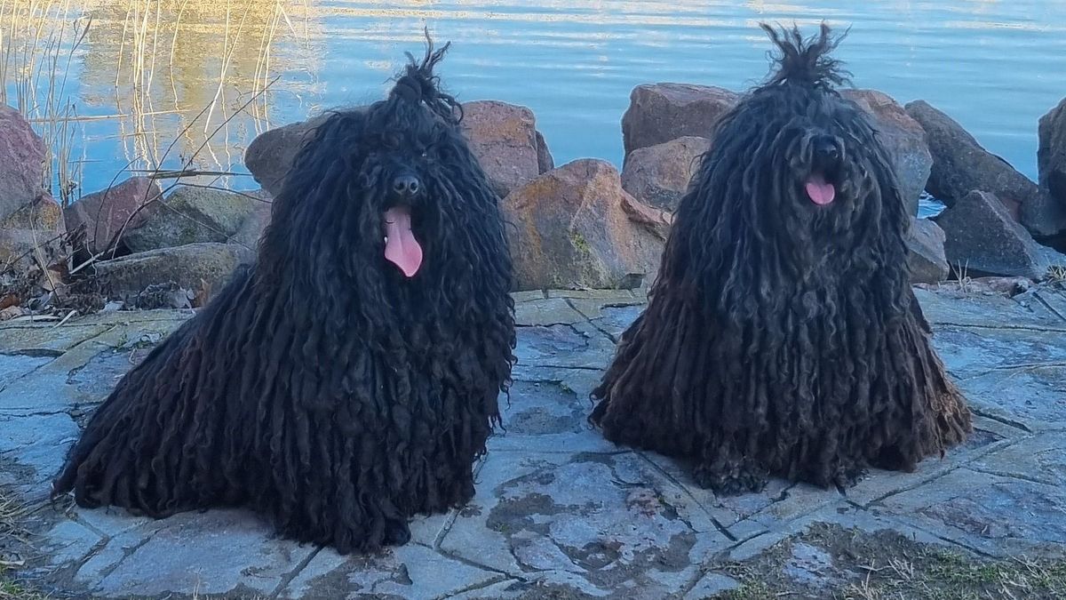 Balatoni pulinóta Pite és Vacak módra