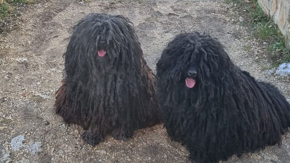 A polányi pulipár újra jelentkezett: boldogságpercek és remek fotók a Bakonyból