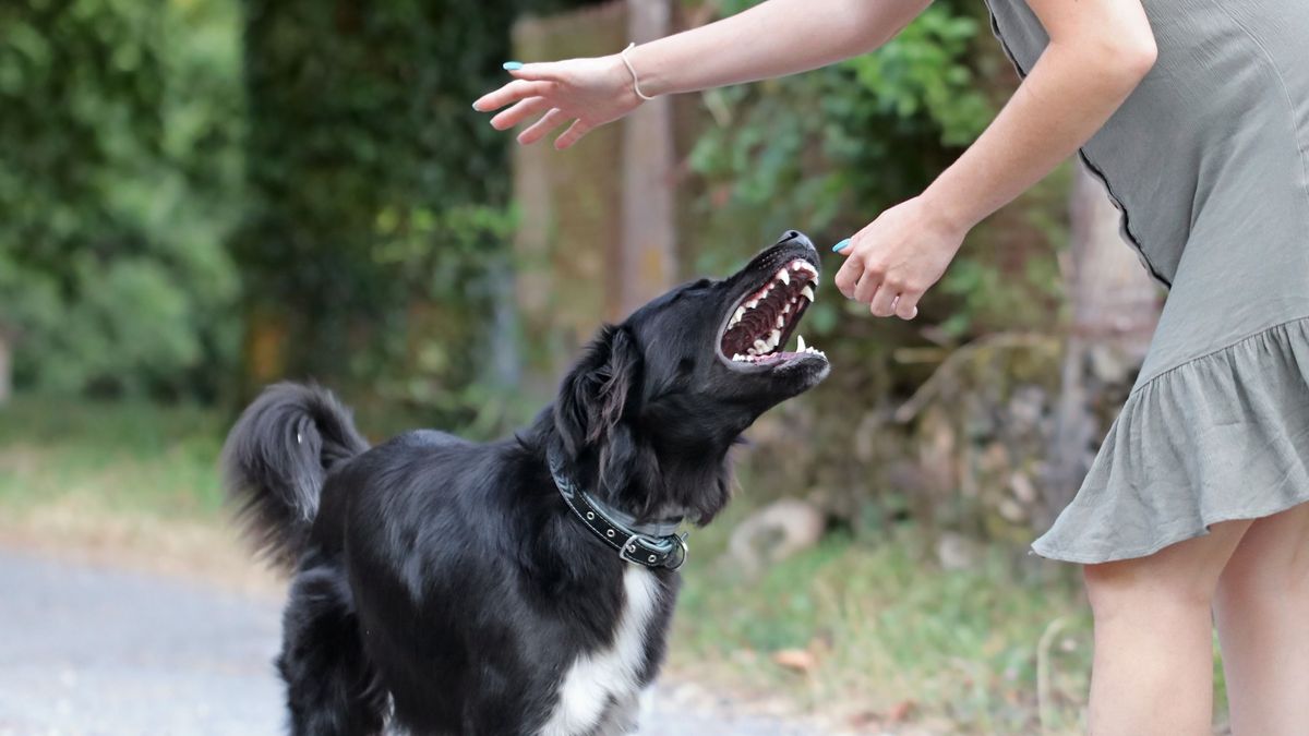 Kisgyerekre támadt egy megvadult kutya Rudabányán, alig tudták elkergetni