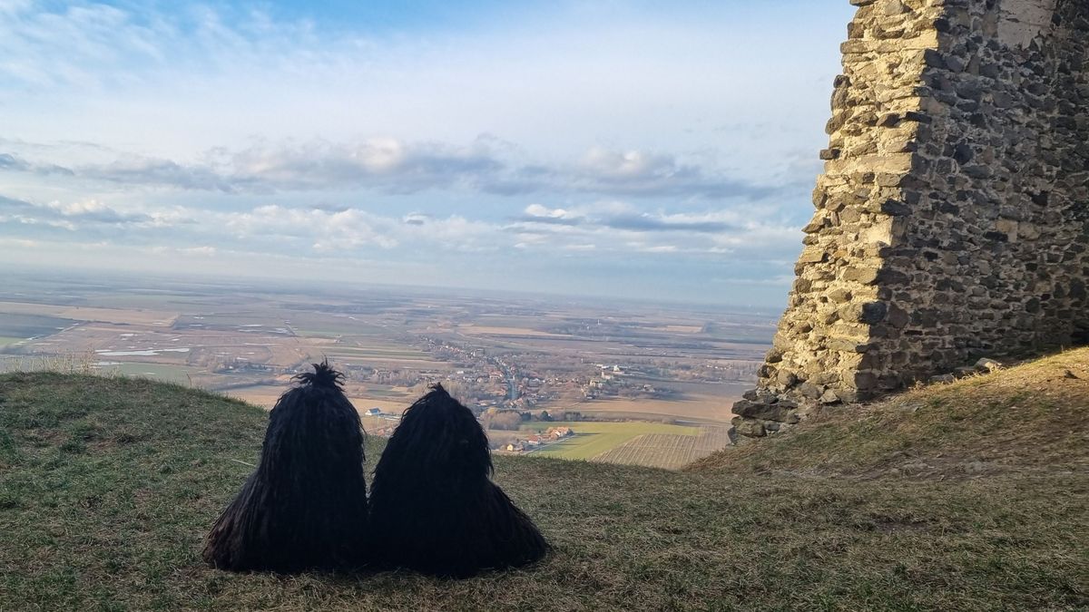 Őrt állt a polányi pulipár a somlói várnál
