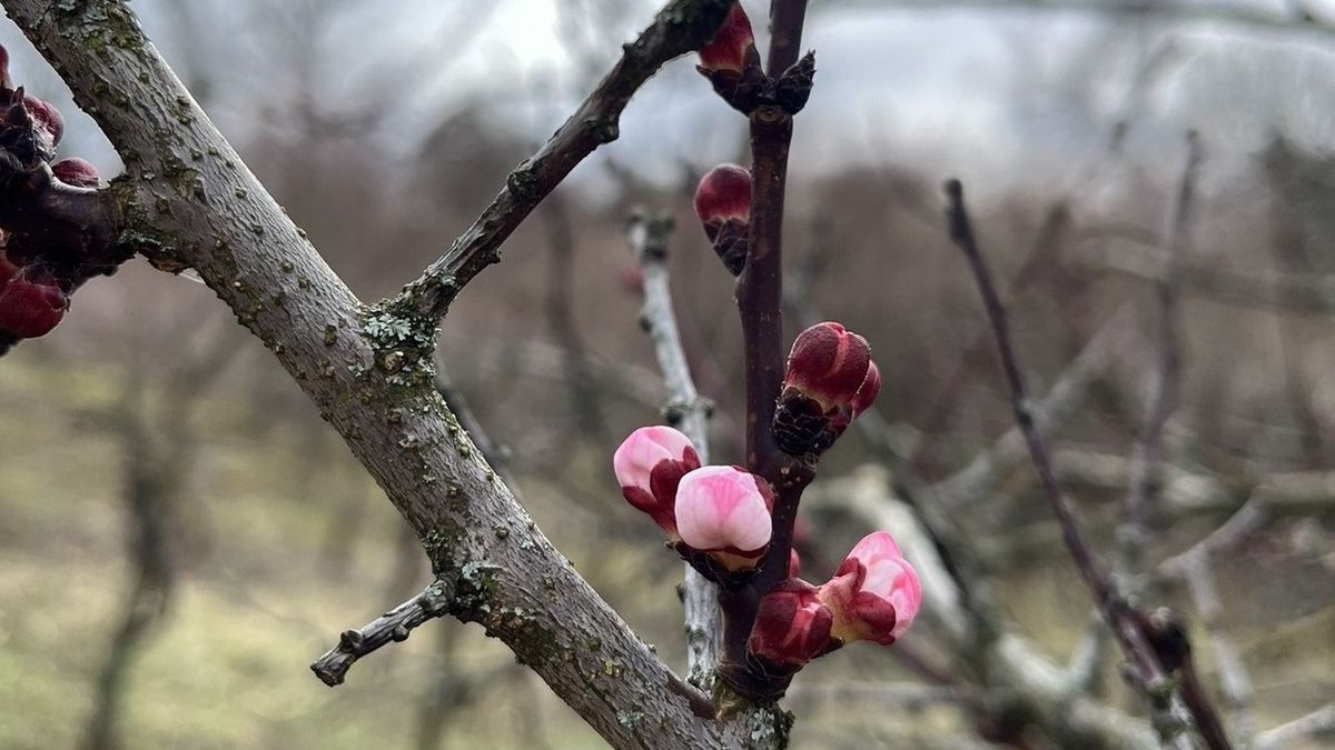 Marad a februári tavasz, kevesebb napos órával