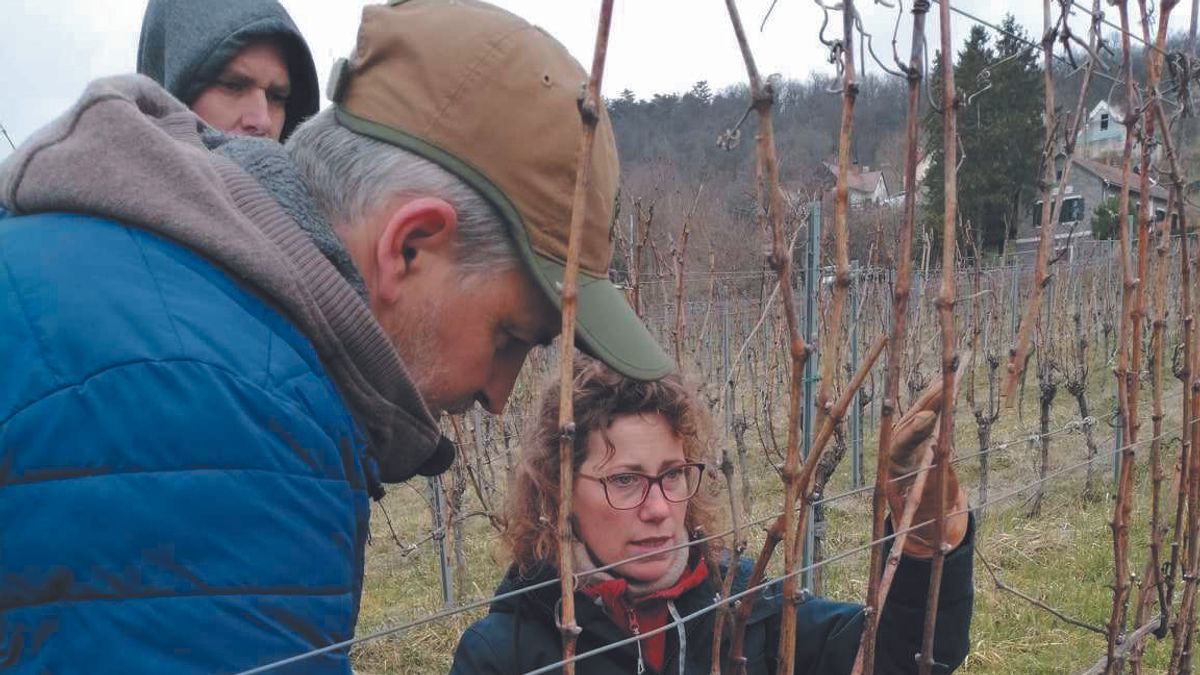 Szelíd metszéssel a magas minőségért