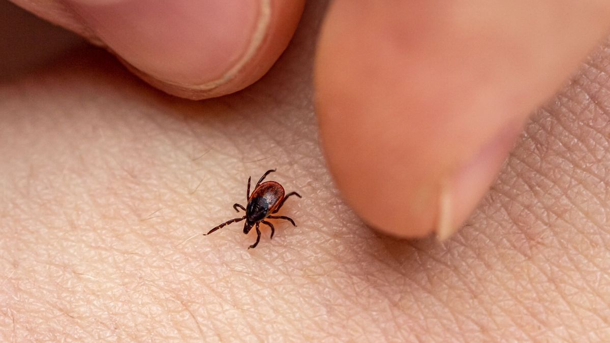Nagyobb, gyorsabb és szokatlan külsejű - ha ilyen kullancsot talál, az nem jó jel
