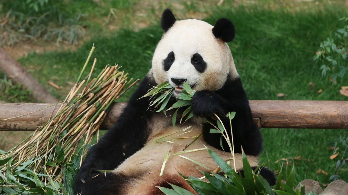 Fájó szívvel búcsúztatták rajongói az első dél-koreai pandát (videó)