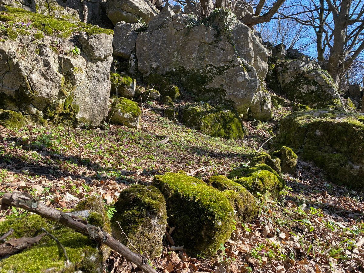 Tanösvény az Eperjesen: Mohával benőtt kövek sorba rakva mutatják az utat és köröket formáznak, mint tánc közben megmerevedett erdei varázslók