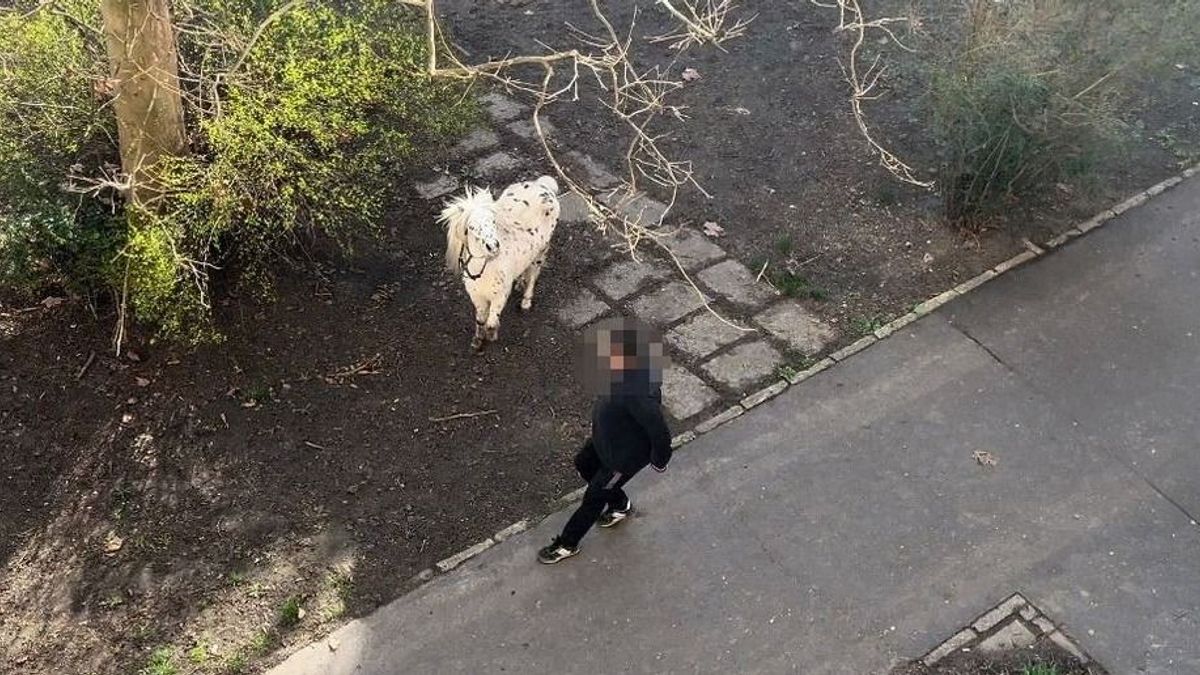 Elszabadult pónilovak okoztak felfordulást Tatabányán