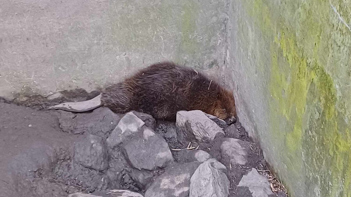 Így mentették meg a Sió hódját (videó)