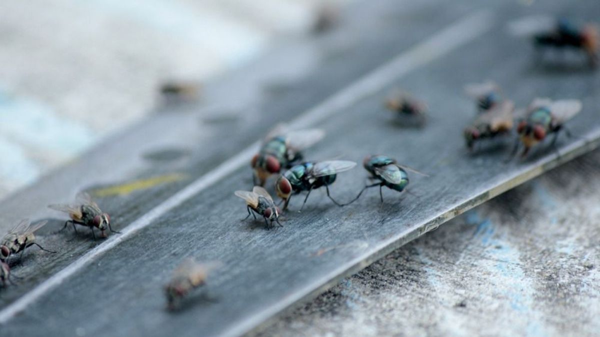 Légyinvázió már februárban? Igen, ez az oka