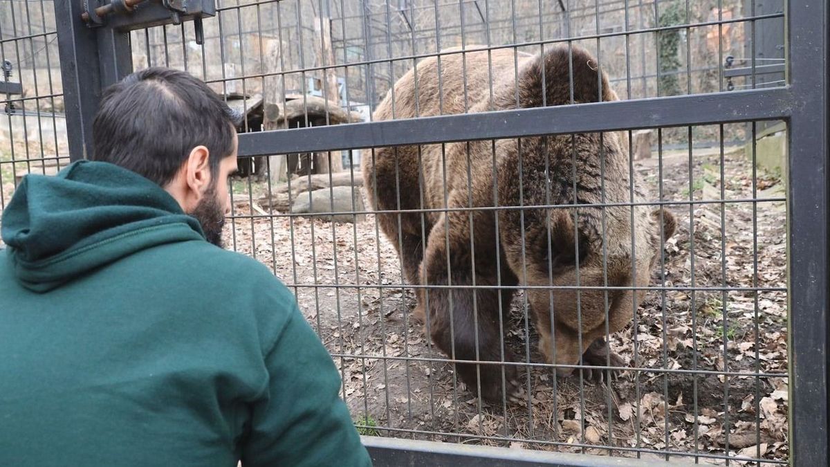 Integetve köszöntötte a látogatókat a pécsi medve (videó)