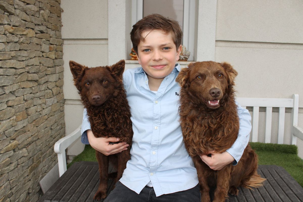Csoki és Füge társaságában a veszprém-kádártai 9 éves Borbándy Ákos. A család kutyáiról is írt már verset 