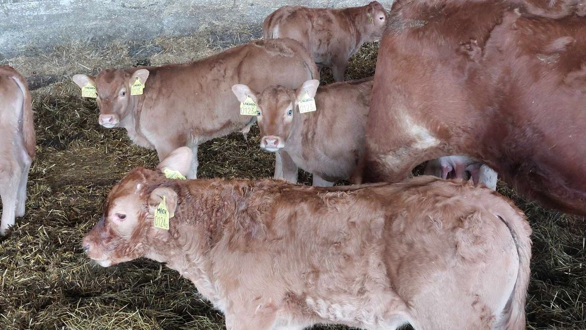 Bocik cukiságáradata – Mutatjuk, hogy eteti anyja húsvétkor a szenteste született bakonyi borjút (videó)