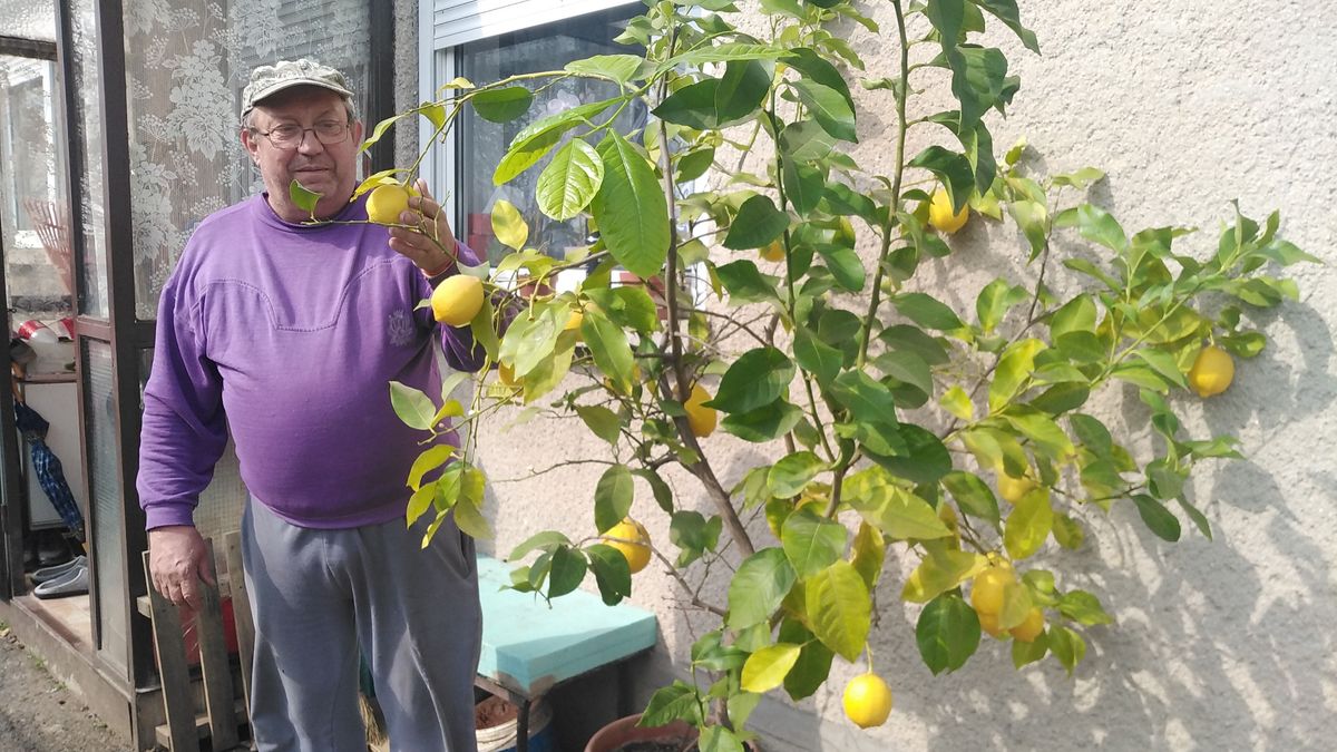 Bőven hoz termést az ajkai citromfa