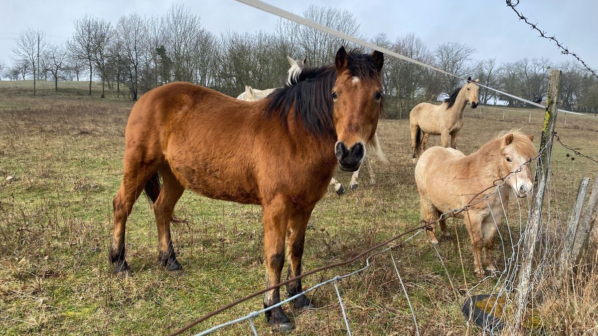 Lovak táncoltak nekünk, birka kóstolgatta kameránkat – Ilyen a séta az Öreg-Bakonyban (képgaléria, videó)