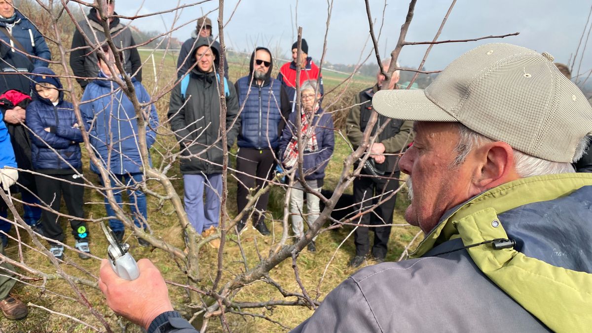 Metszési kisokos: az ágak közötti konkurenciát szüntetik meg a gyümölcsfán (képgaléria, videó)