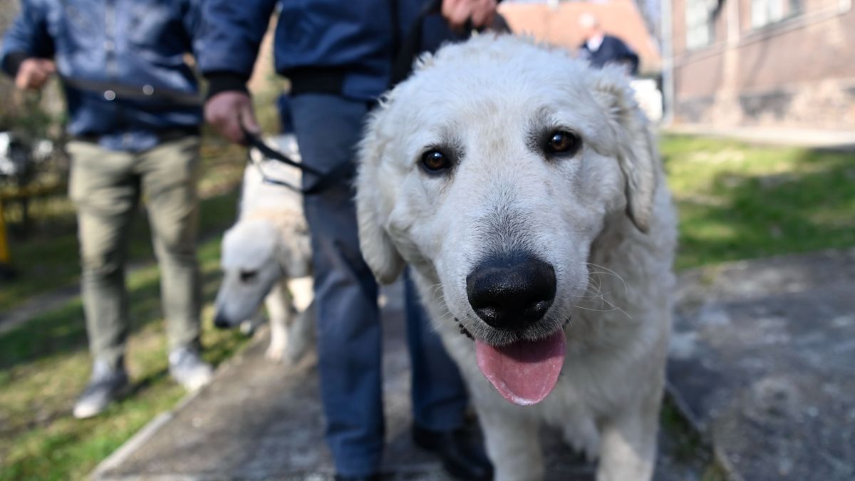 Hungarikum a polgárőrségnél: újabb 3 kuvasz állt szolgálatba