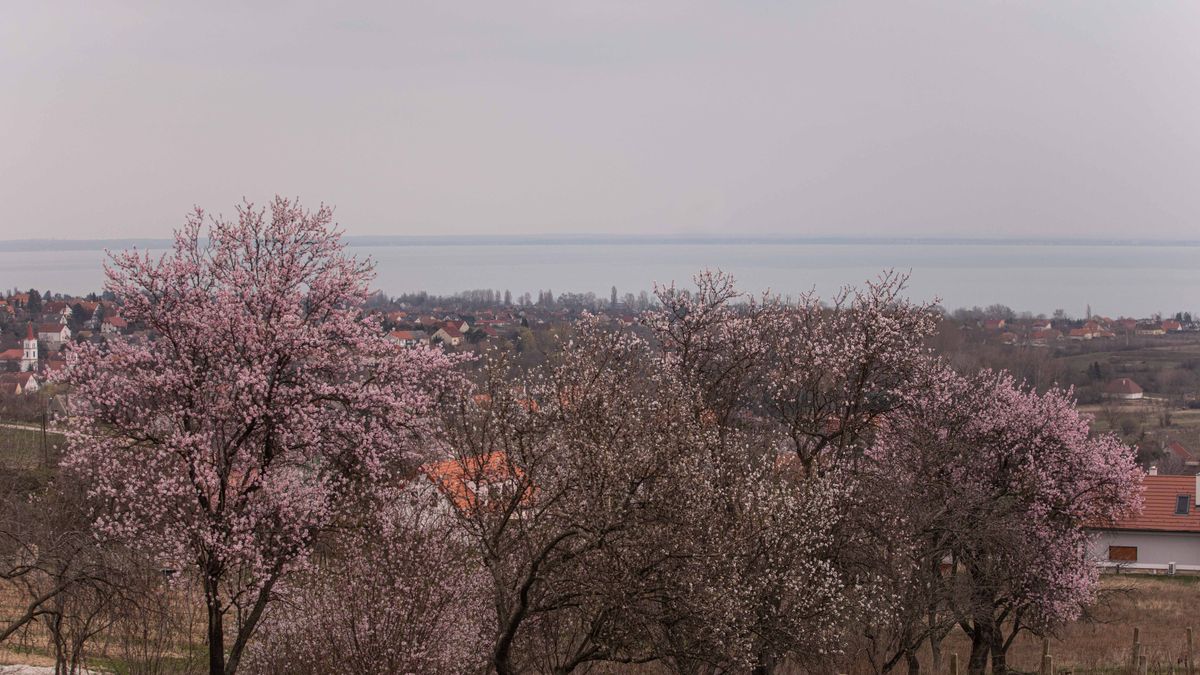 Marad a kora tavaszias idő, élénkülő széllel, csapadék nélkül